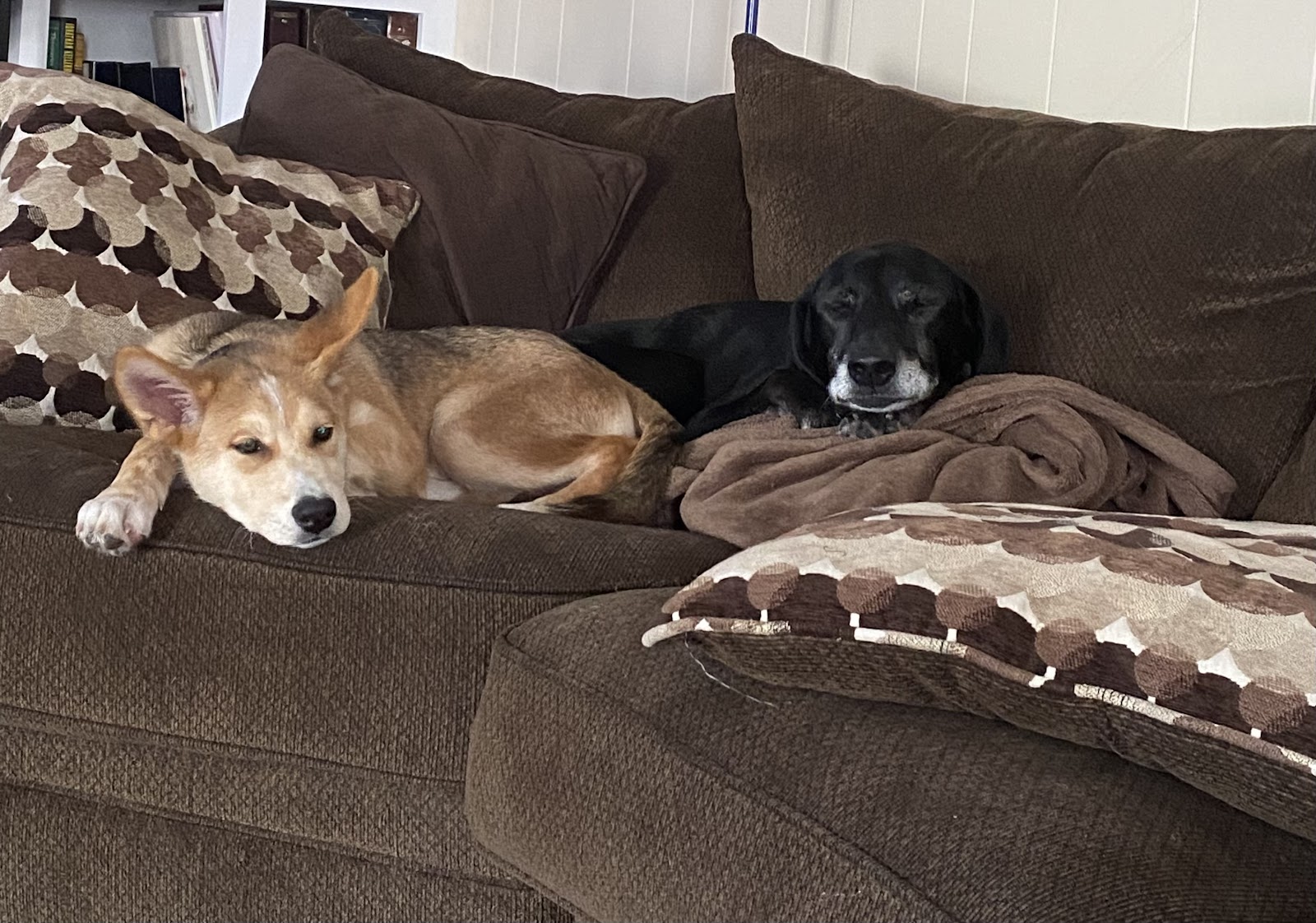 Delaney Szlezyngier's dogs sitting on couch